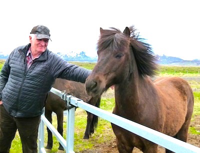 Iceland horses an unusual breed