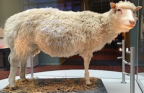 Shore excursion: Saying hello to Dolly at National Museum of Scotland
