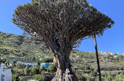 Visiting the Canary Islands: Dragon Trees Said to Spill ‘Dragon Blood’