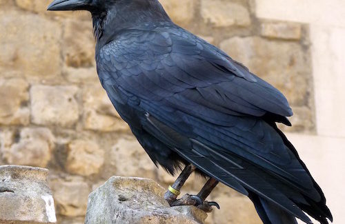 Cruise Trivia: Why is this raven famous & where does it live
