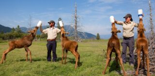 Holland America Line invites fans to name rescued orphan moose