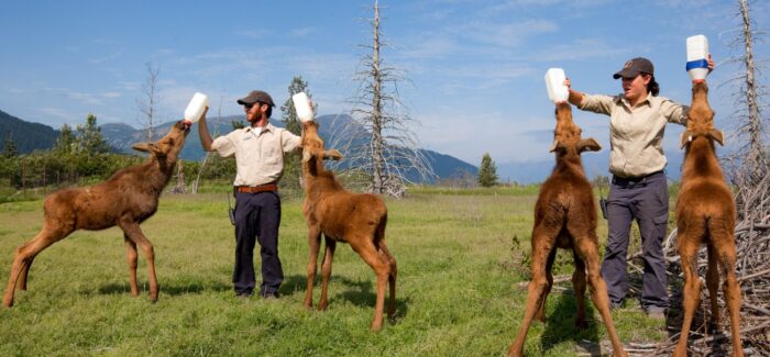 Holland America Line invites fans to name rescued orphan moose