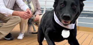 Service Dog Joska Honored by Holland America Line with Special Plaque Ceremony and Charitable Donation