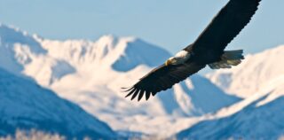 Bald Eagle in flight with mountains in background Holland America Line Supports Alaska Wildlife Conservation Center