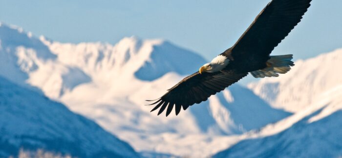 Holland America Line Supports Alaska Wildlife Conservation Center
