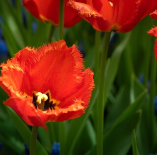 Holland America Line Names New ‘Savour the Journey’ Tulip