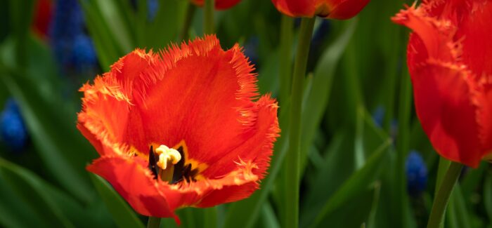 Holland America Line Names New ‘Savour the Journey’ Tulip